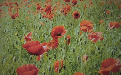 Remembrance Sunday