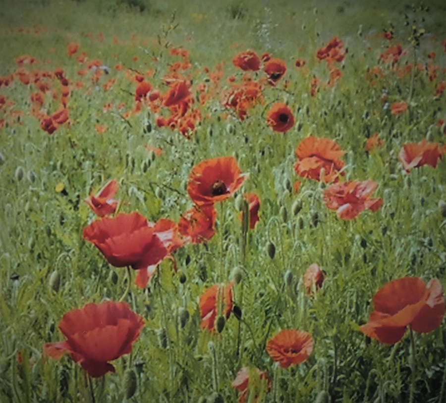 Poppies