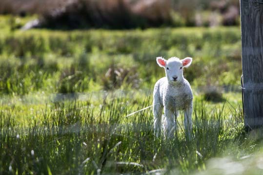 lamb in field