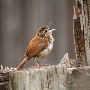 singing wren