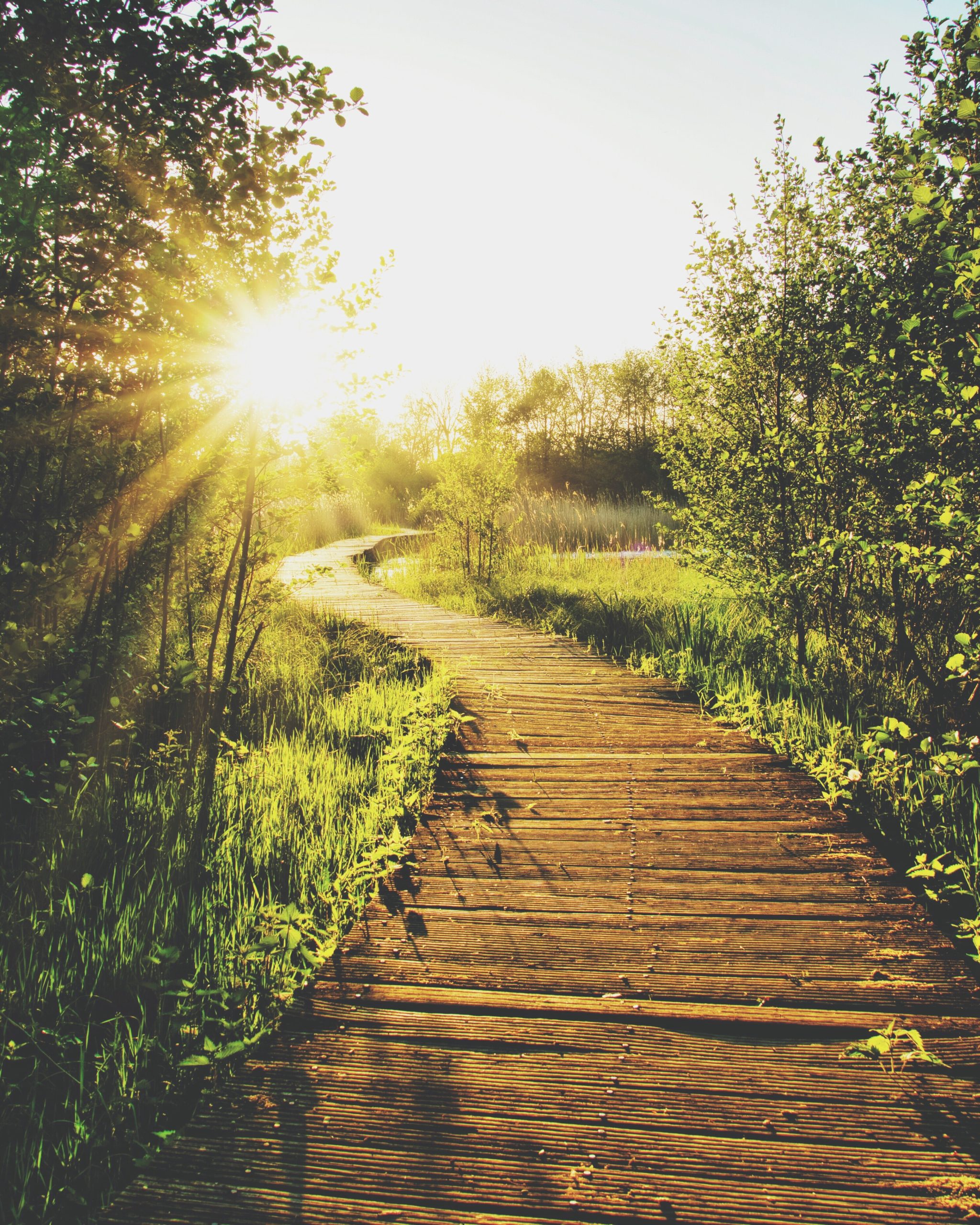 Sunlit pathway