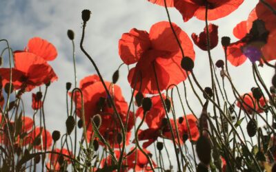 Remembrance Sunday