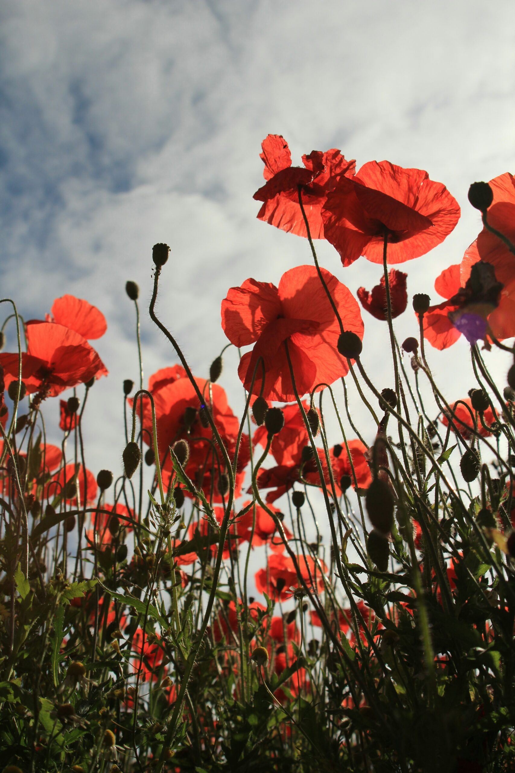 Red Poppies