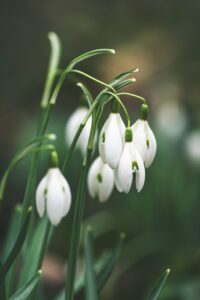 Snowdrops