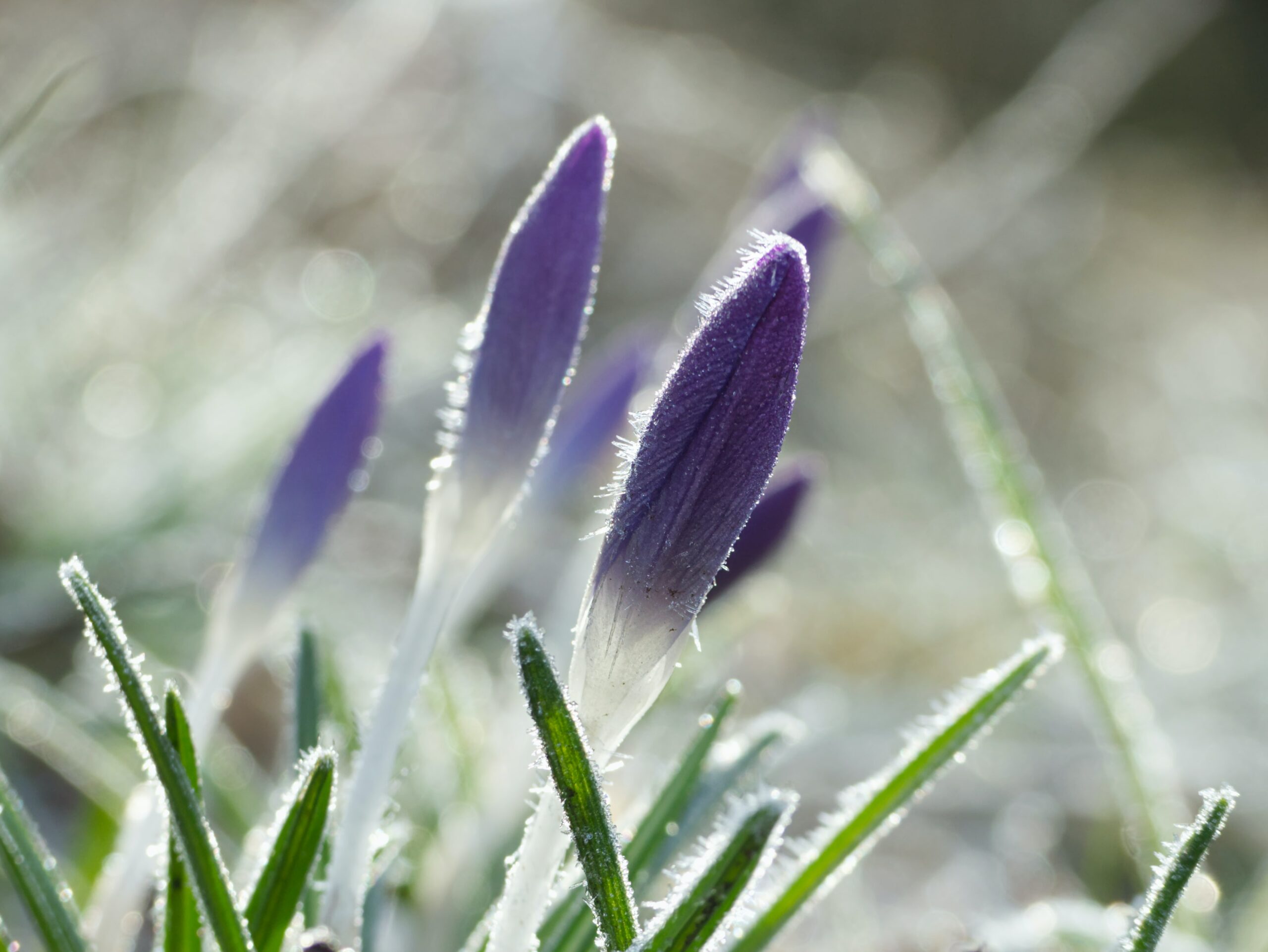 Crocus buds in snow