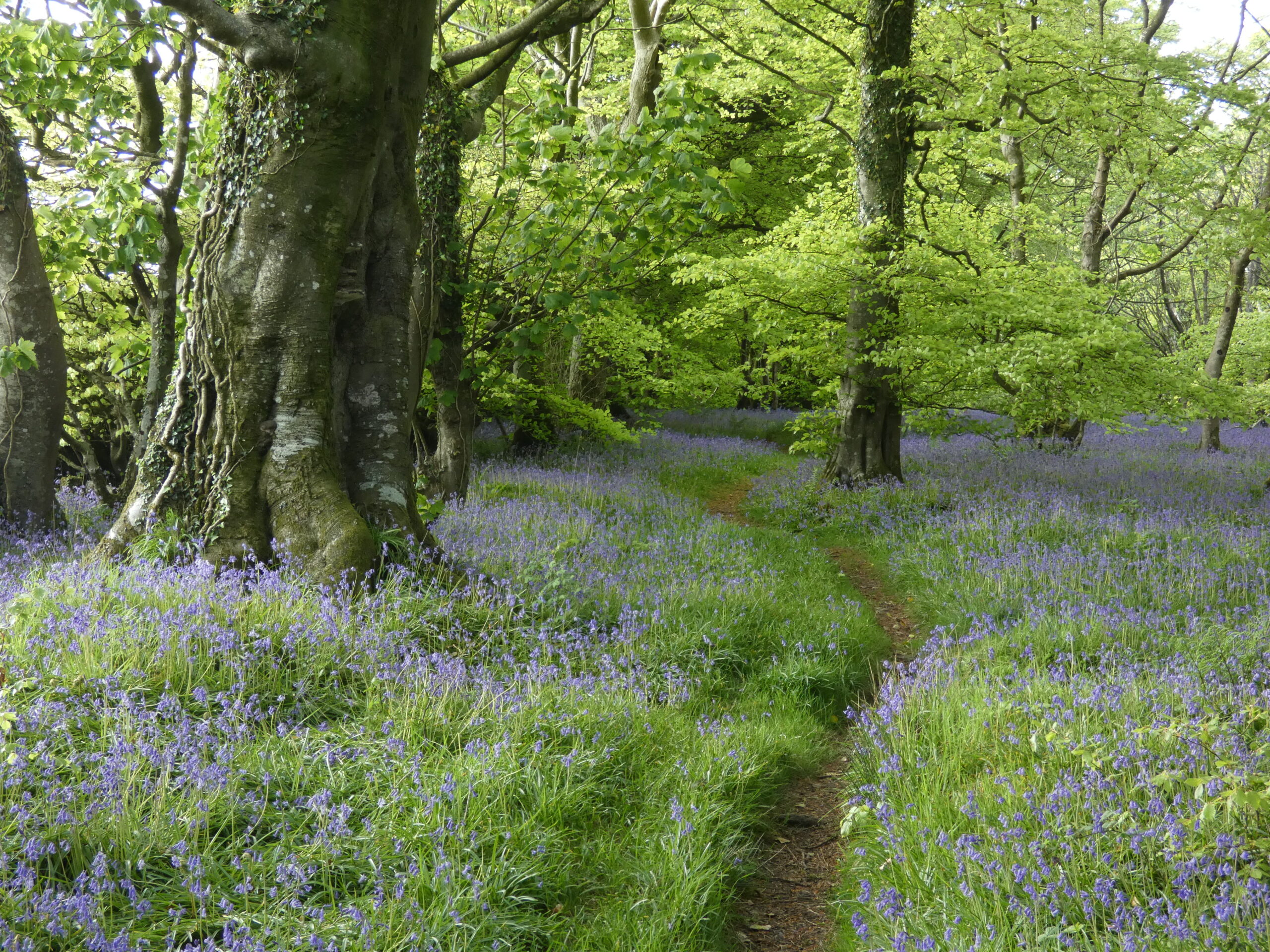Bluebells at Kirkcolm