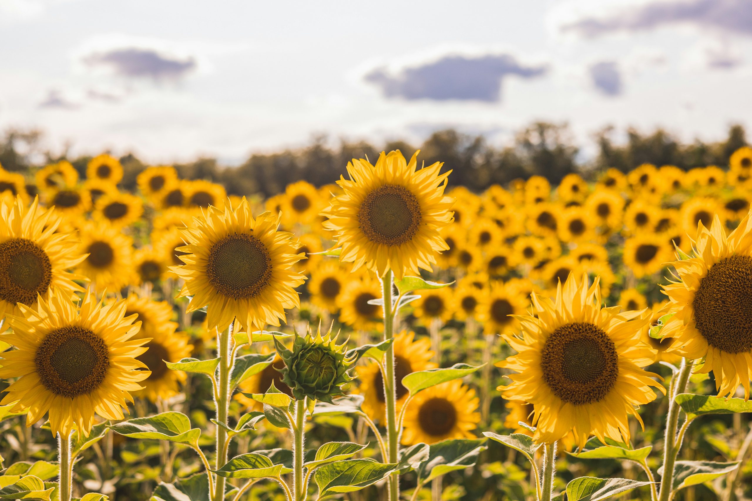 julia edbrooke Field of sunflowers