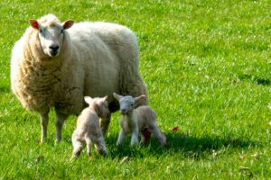 Sheep and Lambs in field