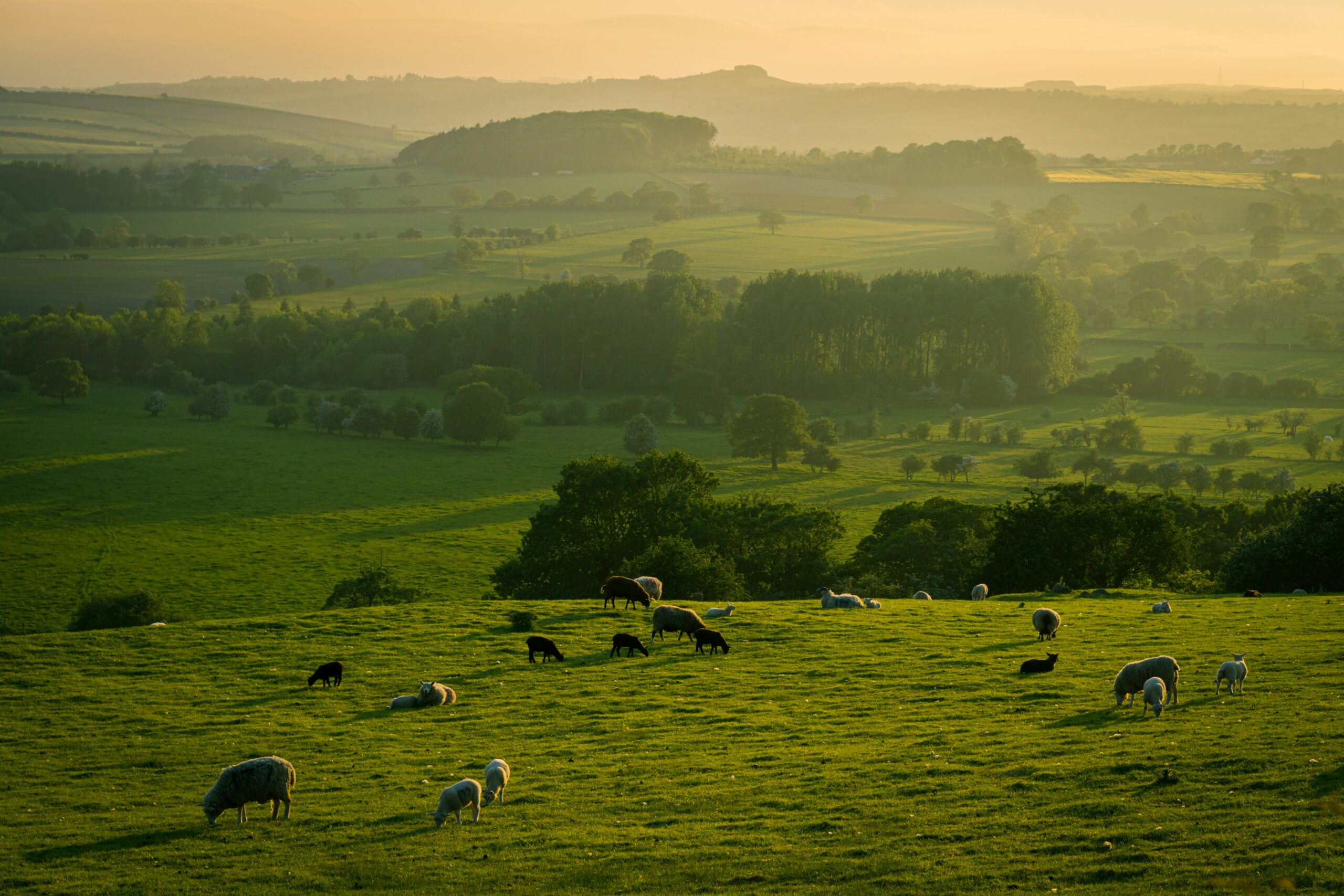 green pastures, sheep, lambs