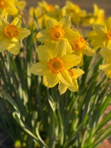 Daffodils